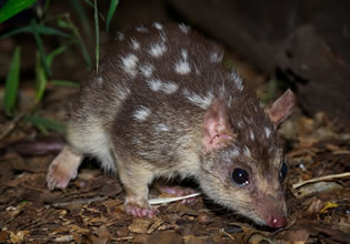 Northern Quoll