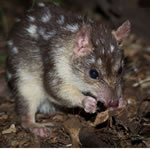 Northern Quoll - Steve Parish